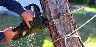 Tree and Shrub Care in Lookout Mountain, GA